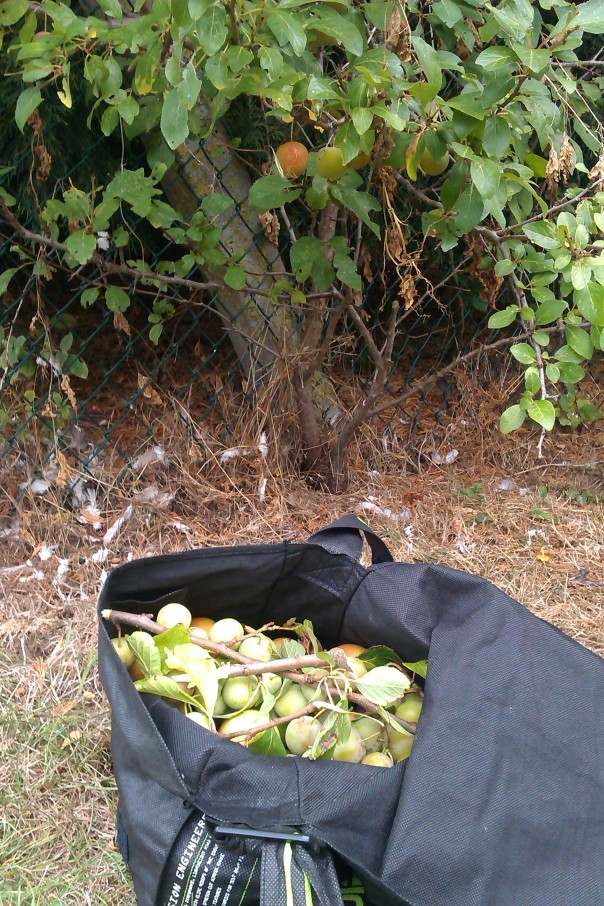 Now greengages in the bag....